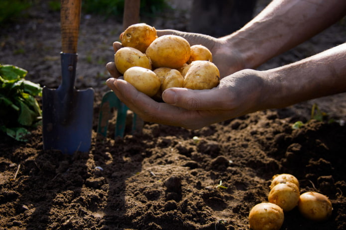 Pommes de terre primeurs