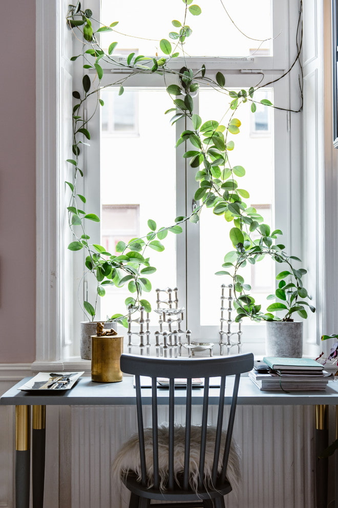 Des plantes au lieu de rideaux