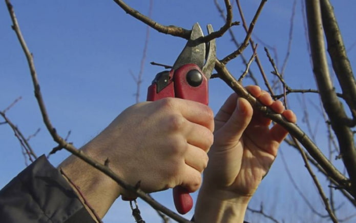 élagage des arbres