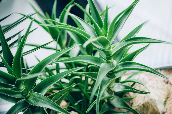 Aloe fa