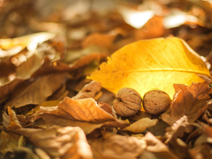 Feuilles de noyer