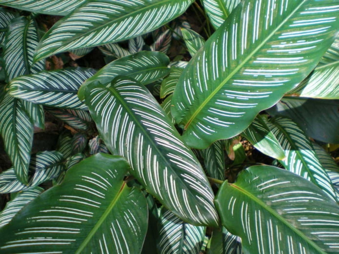 Díszített calathea