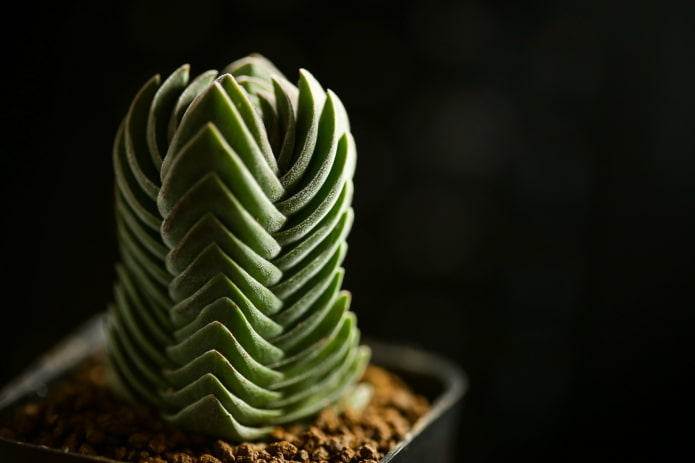 Crassula Buddha templom