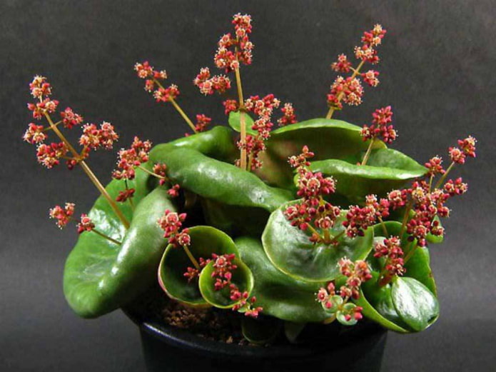 Coupe de vin Crassula