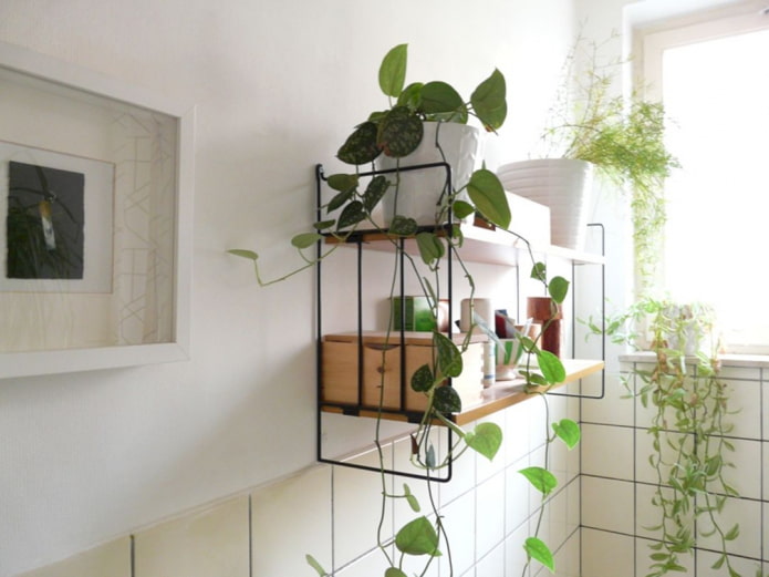 plantes sur l'étagère de la salle de bain