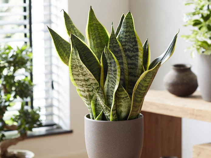 sansevieria a fürdőszobához