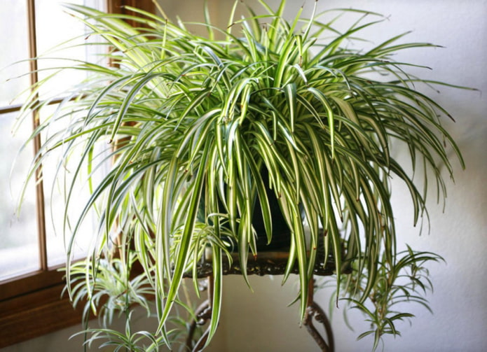 chlorophytum dans la salle de bain