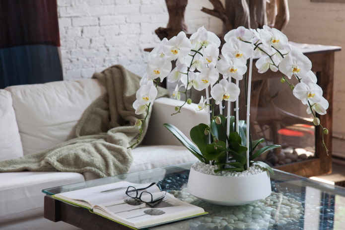 orchidée en plastique sur la table