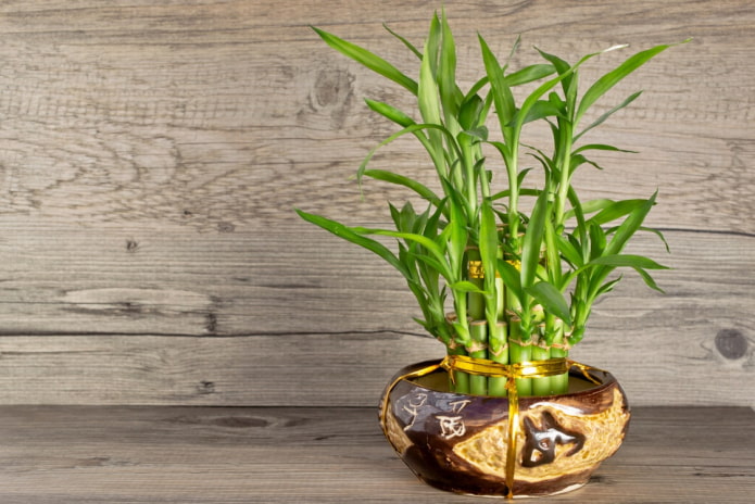 dracaena en pots