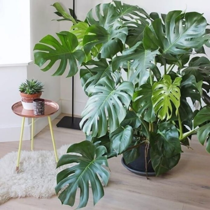 Monstera