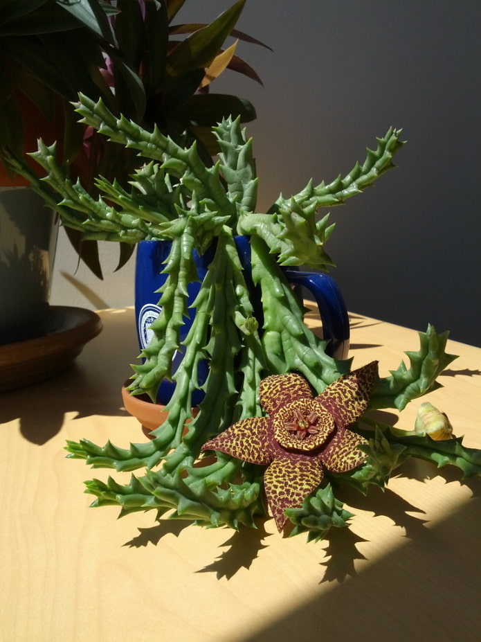 stapelia virágzás