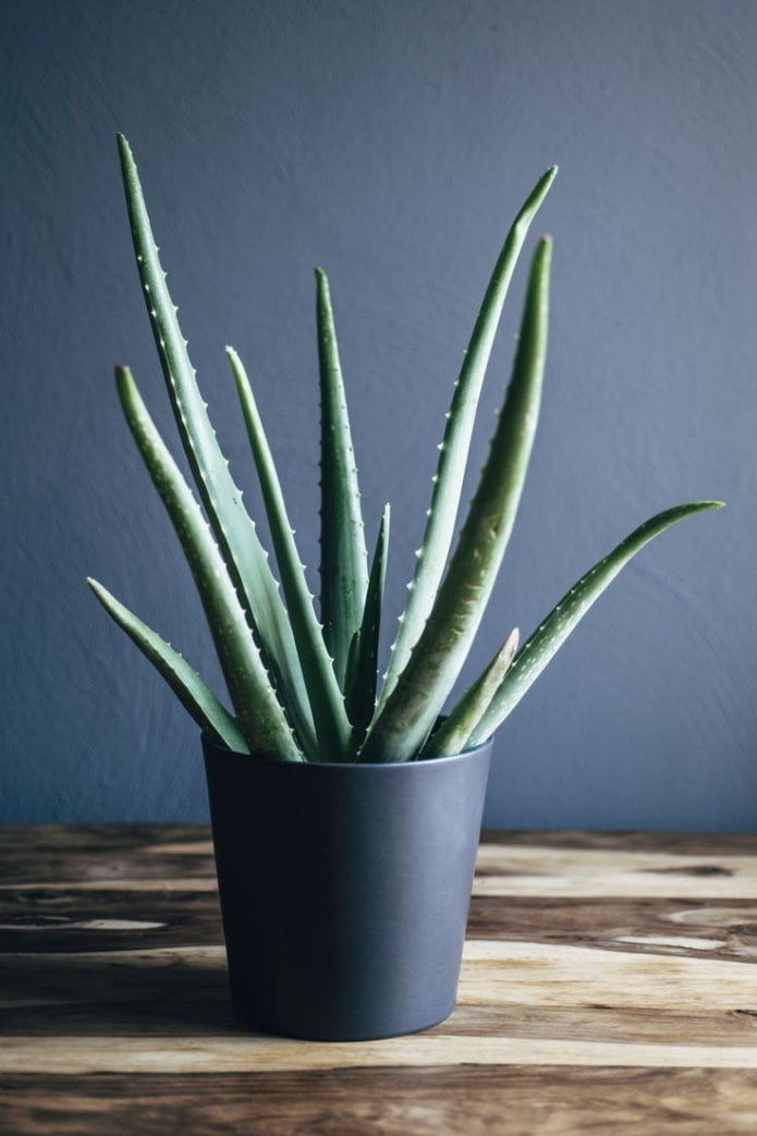 aloe vera valódi