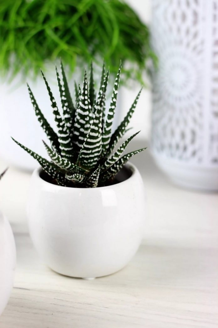 Haworthia fotók