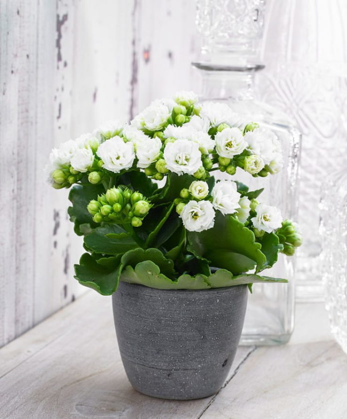 Kalanchoe en fleurs