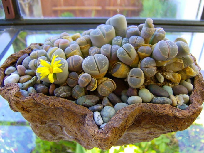 lithops fotók