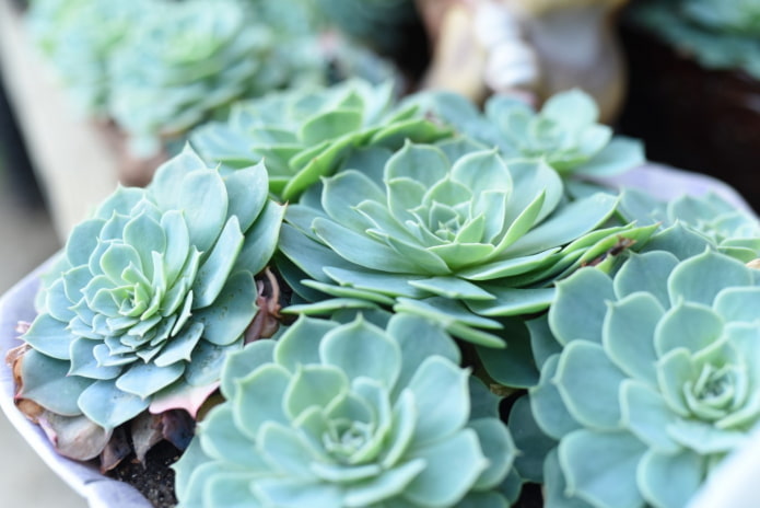 echeveria dans un pot