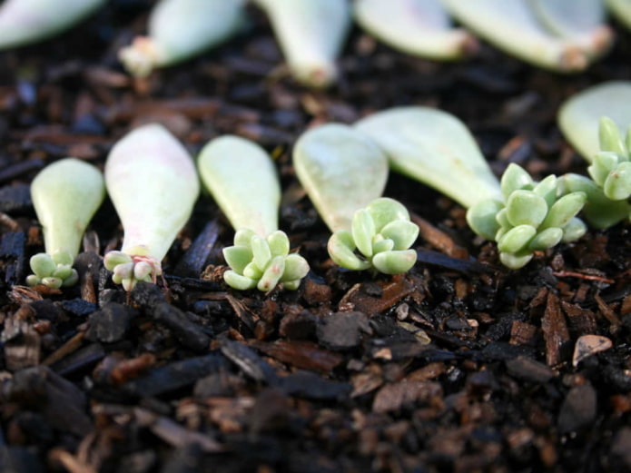 echeveria tenyésztése