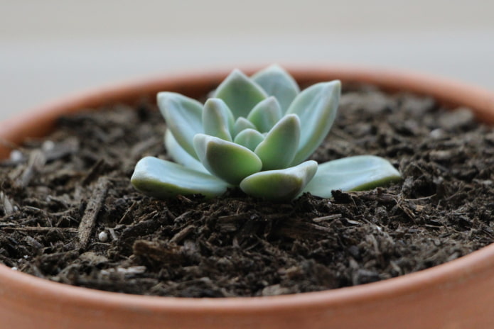 comment propager les succulentes