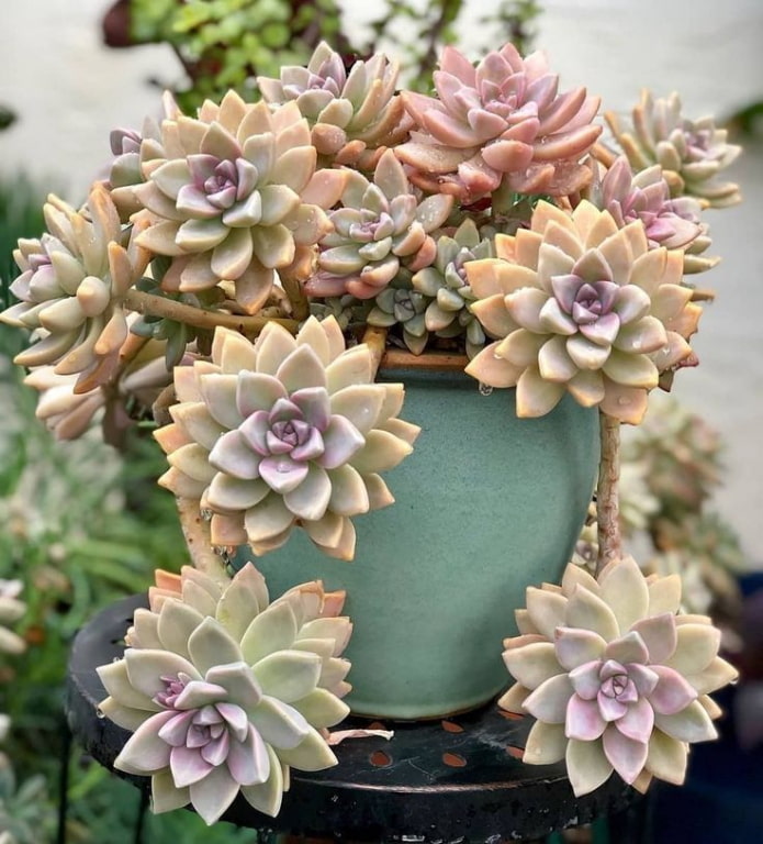 succulentes en pot