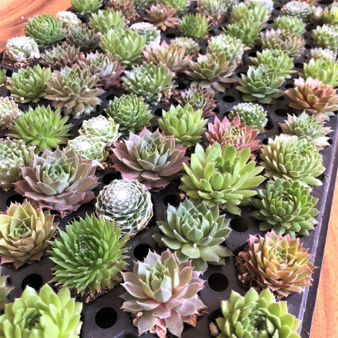 beaucoup de succulentes