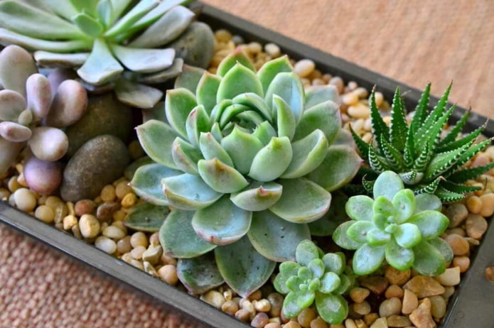 องค์ประกอบจาก echeveria