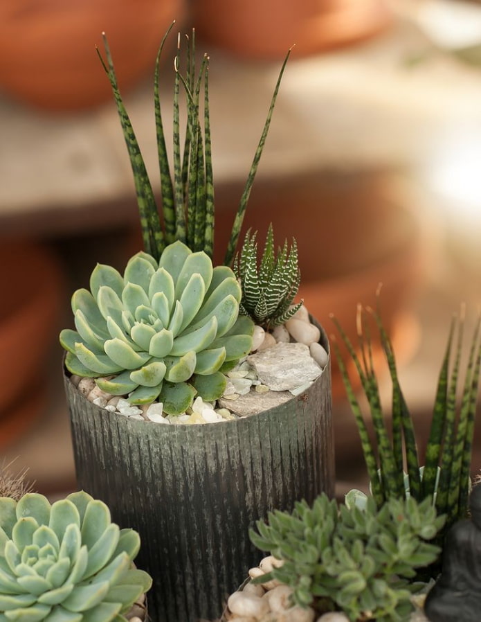 différentes plantes grasses dans un seul pot