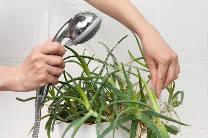 plantes succulentes de bain