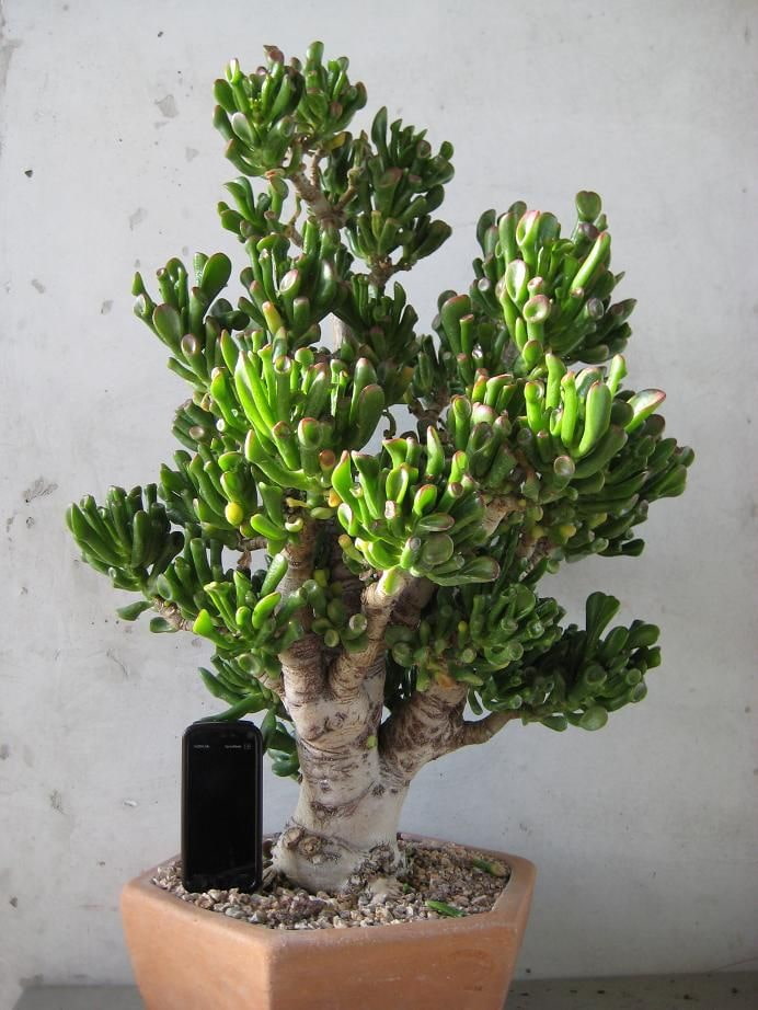 ผู้ใหญ่ Crassula ฮอบบิท