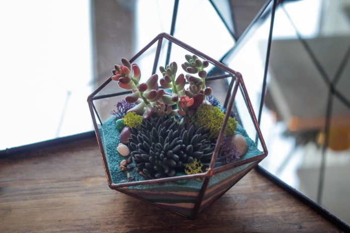 florarium pour succulentes