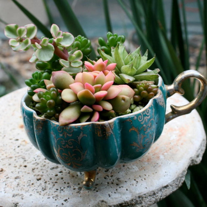 succulentes dans une tasse