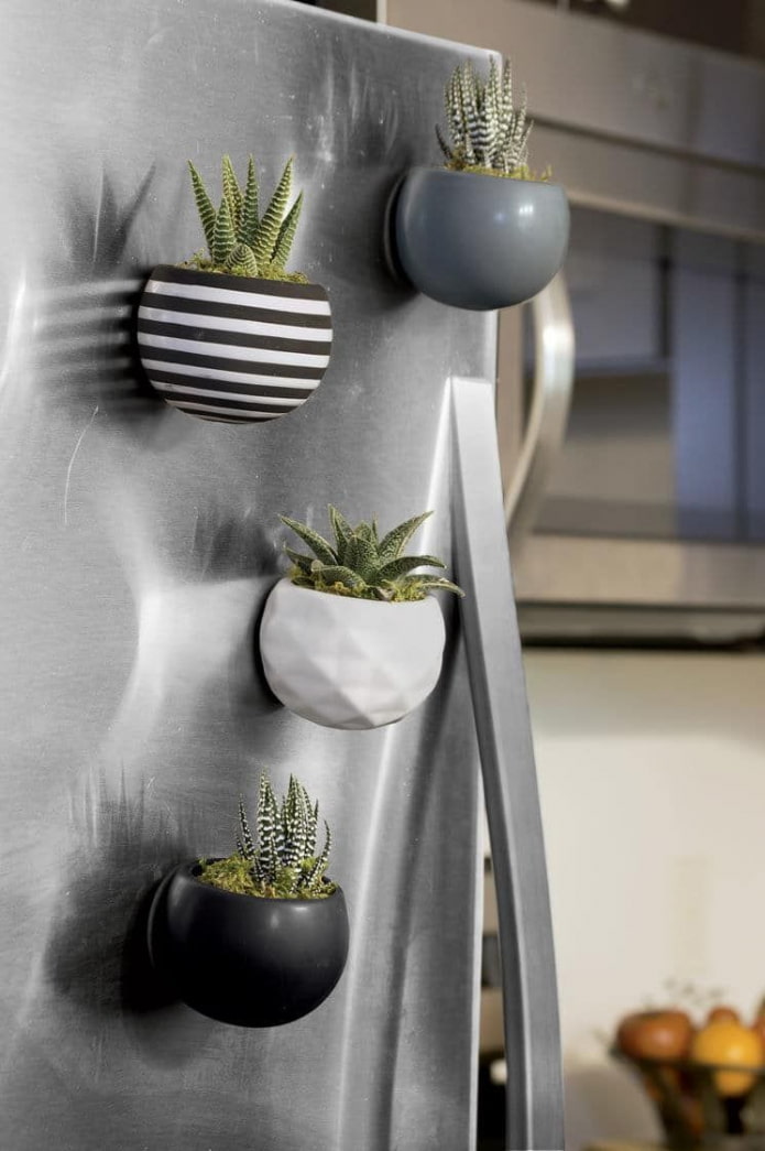 succulentes sur le frigo