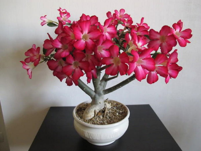 virágzó adenium