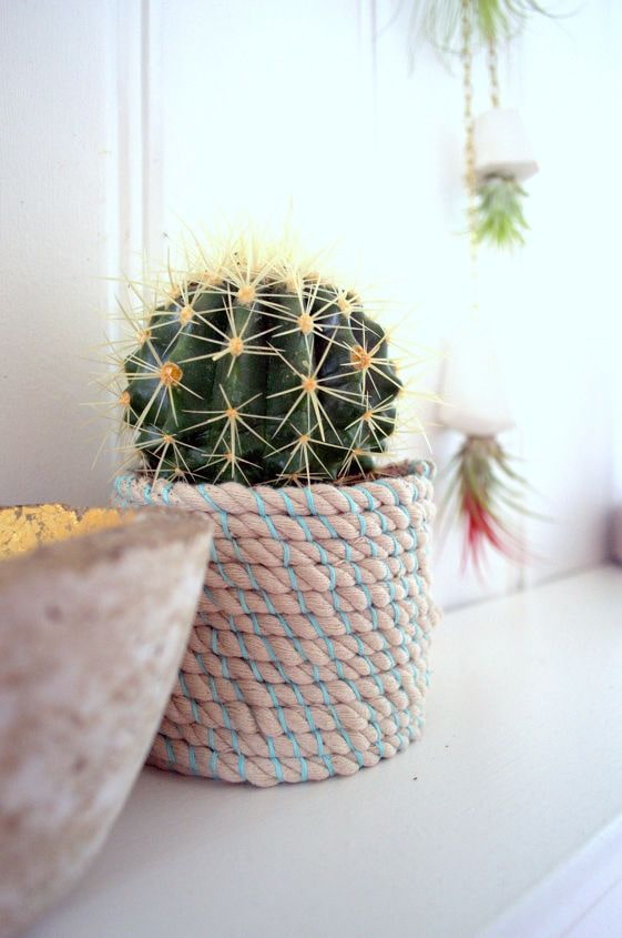 cactus en pot