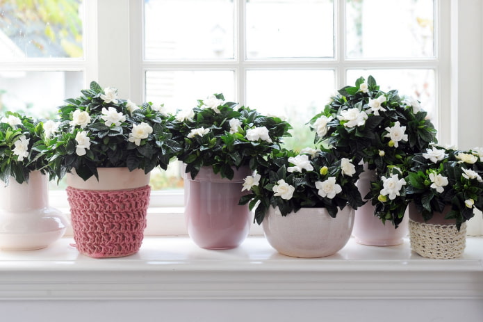 des fleurs sur le rebord de la fenêtre