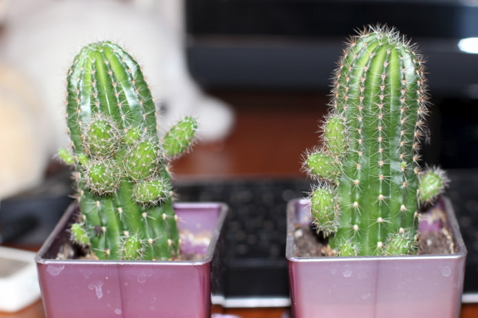 bébés cactus