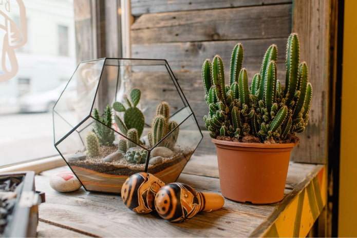 cactus dans le florarium