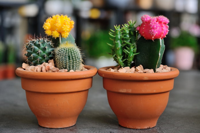 kits de cactus en pot