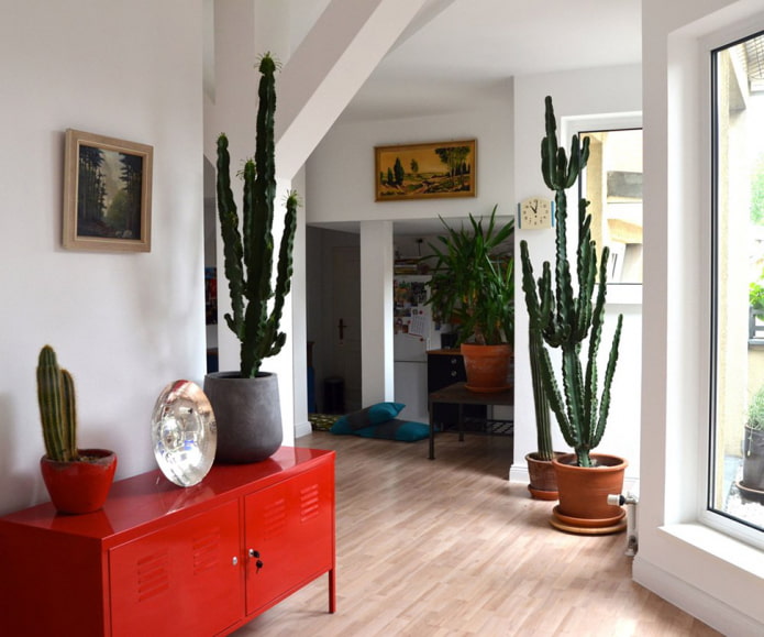 gros cactus à l'intérieur