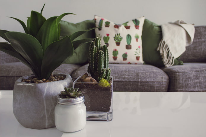 cactus sur la table dans le hall