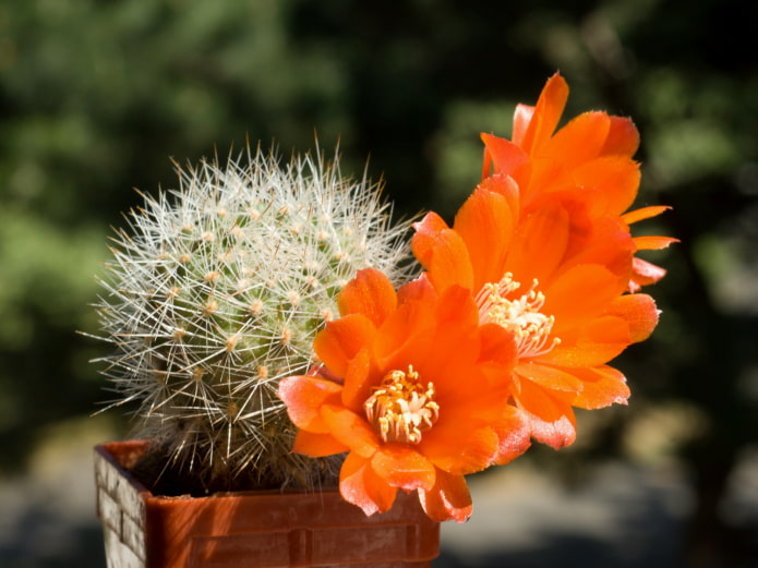 rebutia fleurit