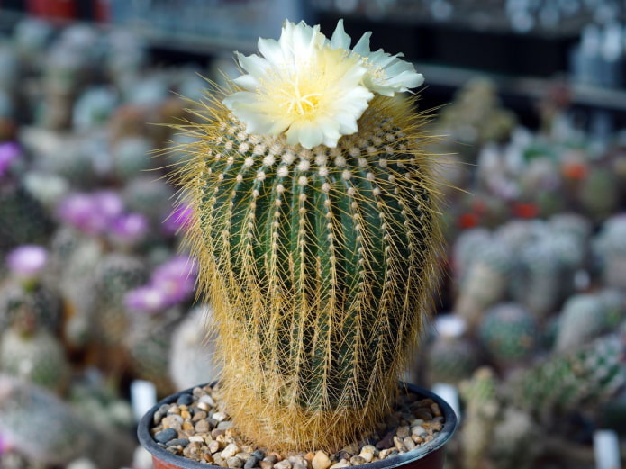 petit notocactus