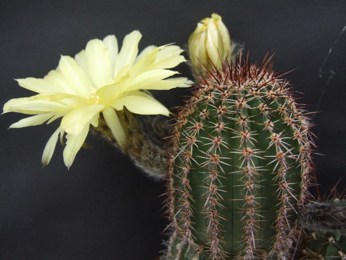 floraison d'échinopsis