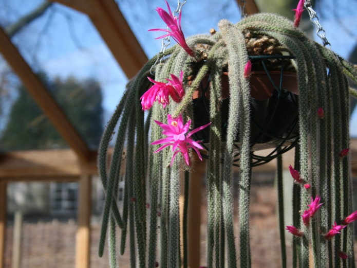 Aporocactus felnőtt