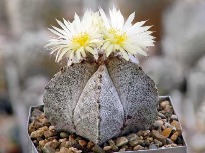 astrophytum virágzik