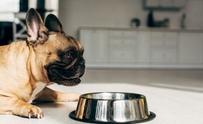 lieu de nourrissage pour chien