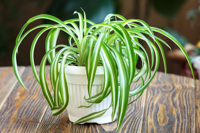 chlorophytum fiatal