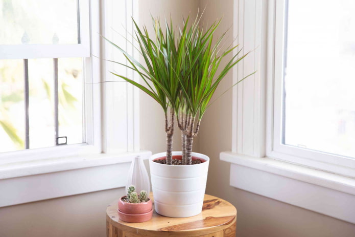 dracaena makitid na lebadura