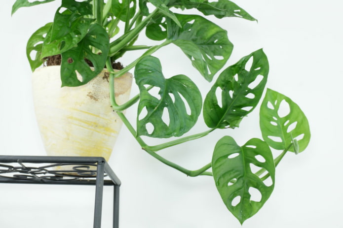 monstera apró levelekkel