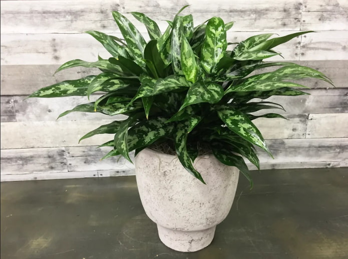 tarka aglaonema