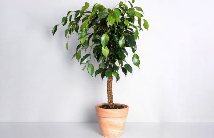 ficus pigtail